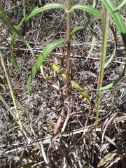 Helianthus angustifolius