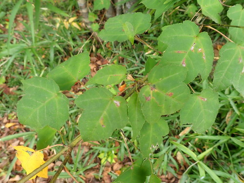 Image of Acer crataegifolium by (c) Yoshihiro Tokue, some rights reserved (CC BY)
