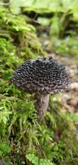 Strobilomyces
