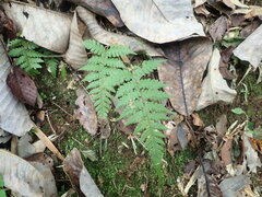 Leptogramma mollissima