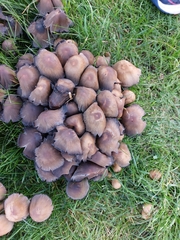 Coprinopsis atramentaria