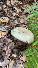 Russula virescens