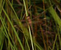 Neurothemis stigmatizans