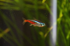 Paracheirodon innesi