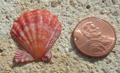 Nodipecten nodosus