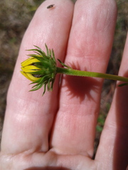 Helianthus angustifolius