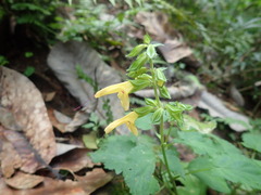 Salvia nipponica
