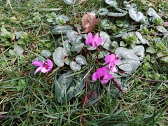 Cyclamen coum