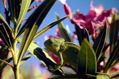Chamaeleo chamaeleon recticrista