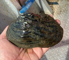 Arcidens confragosus