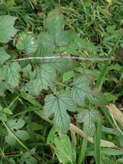Rubus microphyllus