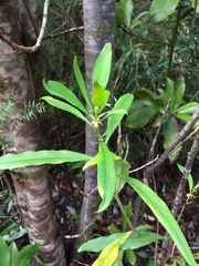 Embothrium coccineum