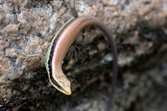 Eutropis longicaudata