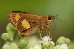 Oriens paragola