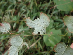 Rubus microphyllus