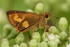 Oriens paragola