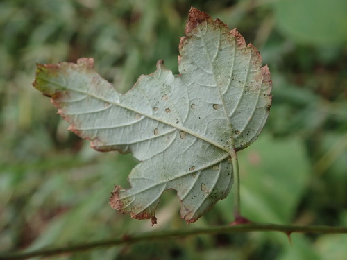 Image of Rubus microphyllus by (c) Yoshihiro Tokue, some rights reserved (CC BY)