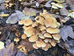 Hypholoma lateritium