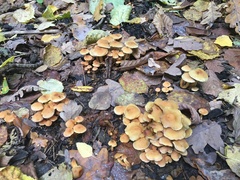 Hypholoma lateritium