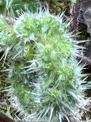 Girardinia diversifolia