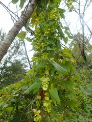 Dioscorea japonica