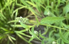 Sphenoclea zeylanica