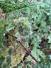 Girardinia diversifolia