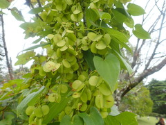 Dioscorea japonica