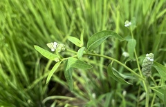 Sphenoclea zeylanica