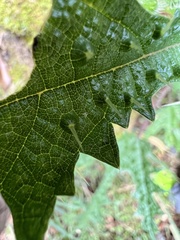 Girardinia diversifolia