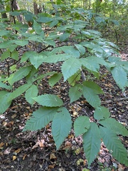 Castanea dentata