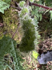 Girardinia diversifolia