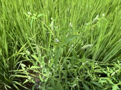 Sphenoclea zeylanica