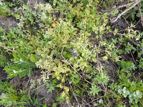 Image of Cerastium capense by (c) Nicola van Berkel, some rights reserved (CC BY-SA)