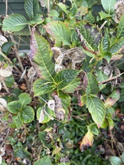 Hydrangea macrophylla