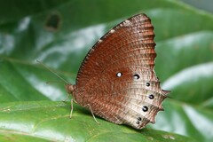 Elymnias panthera