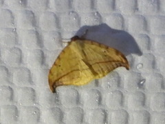 Drepana arcuata