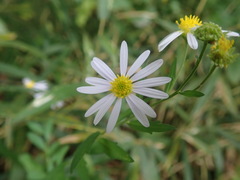 Asteraceae