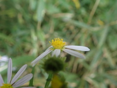 Asteraceae