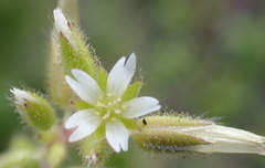 Cerastium capense