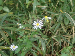 Asteraceae