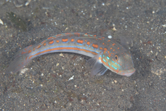 Valenciennea puellaris