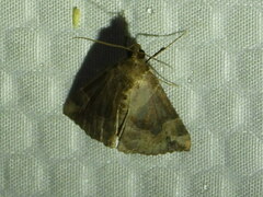 Hypena manalis