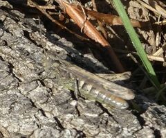 Glyptobothrus