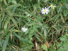 Asteraceae