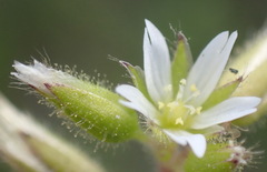 Cerastium capense