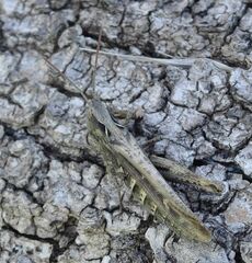 Glyptobothrus