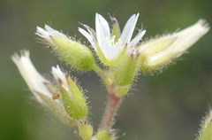 Cerastium capense