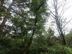 Akebia trifoliata