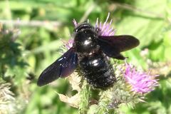 Xylocopa